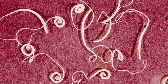 人体寄生虫的照片