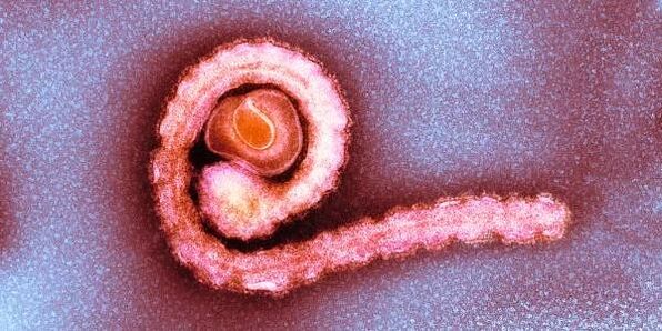 矮绦虫在人体内